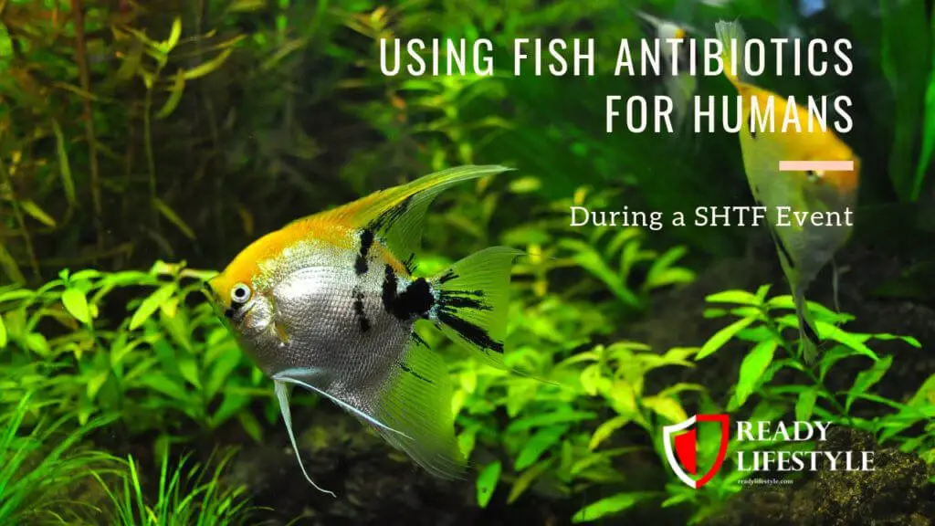 Fish Antibiotics for Humans