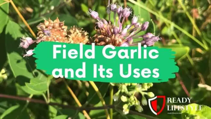 Field Garlic