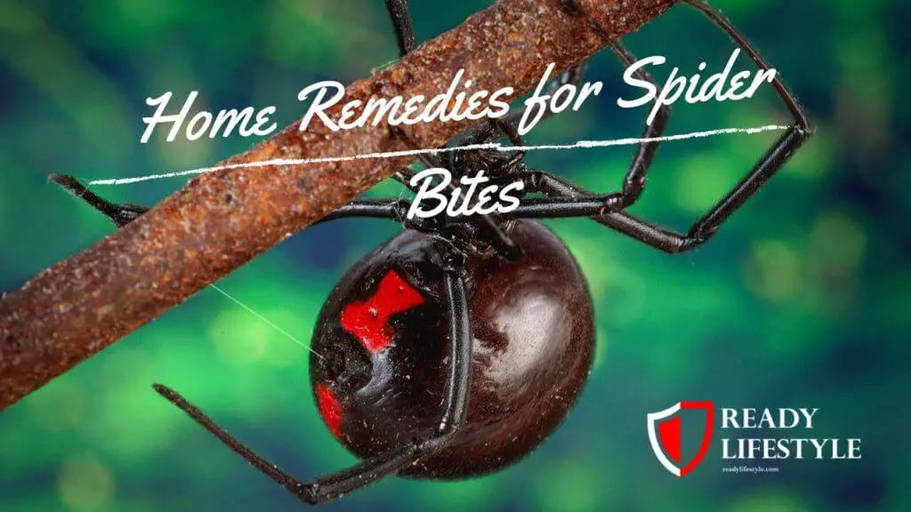 Home Remedies for Spider Bites