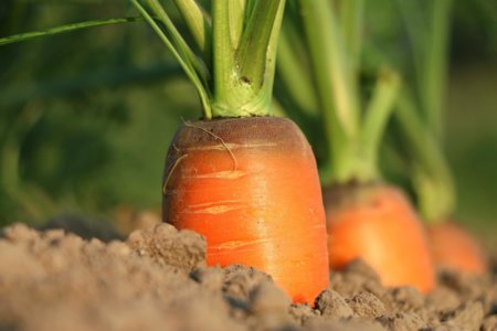 Carrots Can Be Grown Indoors