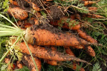 Growing Carrots Indoors - Everything you need to know