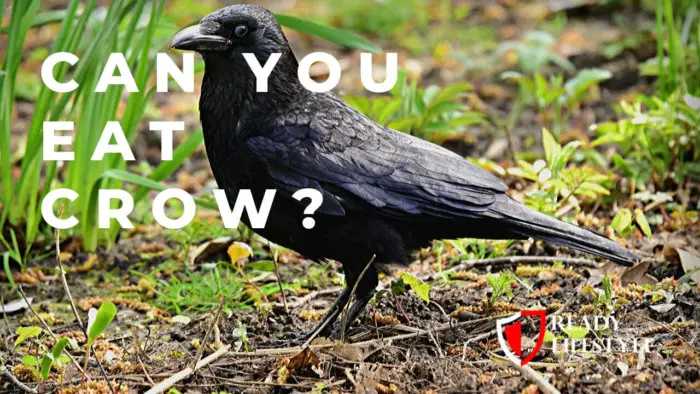 can-you-eat-crow-is-it-safe-is-it-legal-and-how-to-prepare