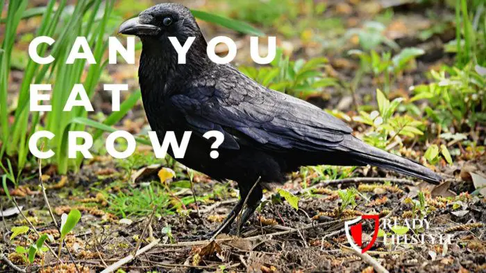 eating-crow-a-beginner-s-guide-to-preparing-and-cooking-this-unique