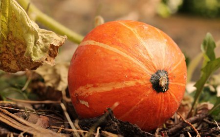 Winter Squash