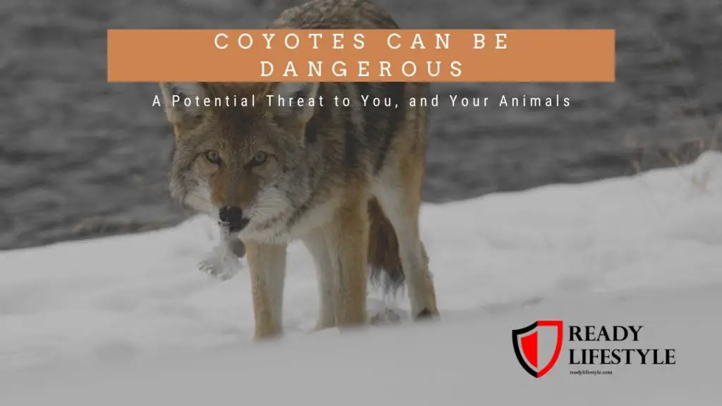Are Coyotes Dangerous