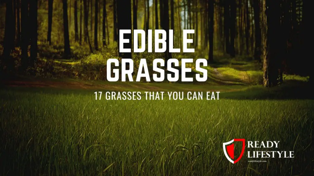Edible Grasses