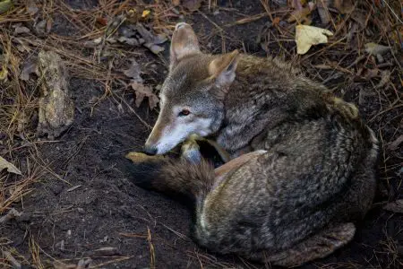 Coyotes Can Be Dangerous: Are they a threat?