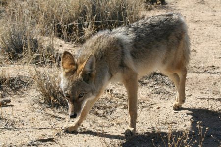  Coyotes Can Be Dangerous: Are they a threat?