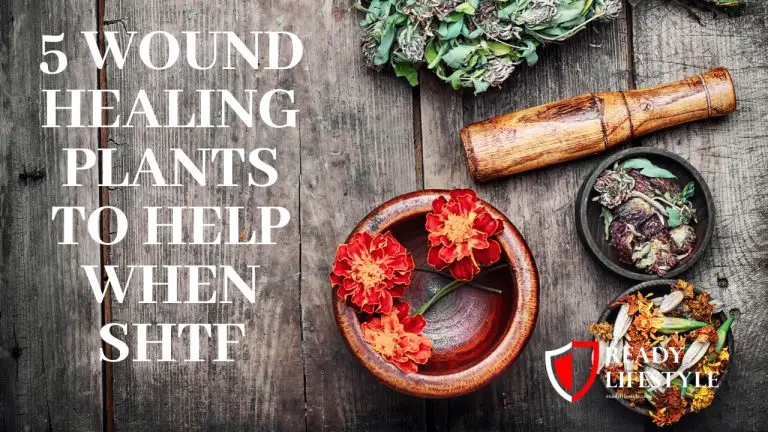 5 Wound Healing Plants to Help You During an Emergency