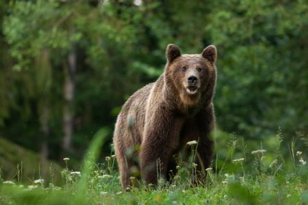 What Should You Do if a Bear Comes to Your Tent: A Complete Checklist