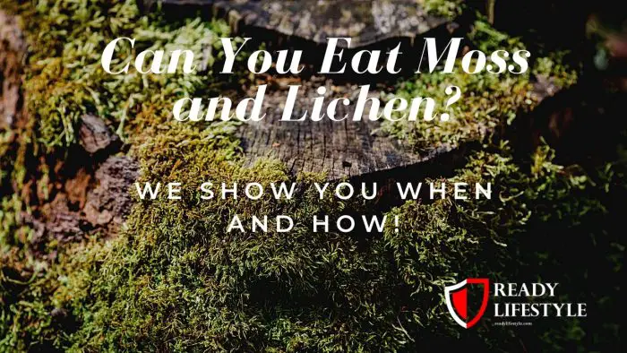 Can You Eat Moss and Lichen