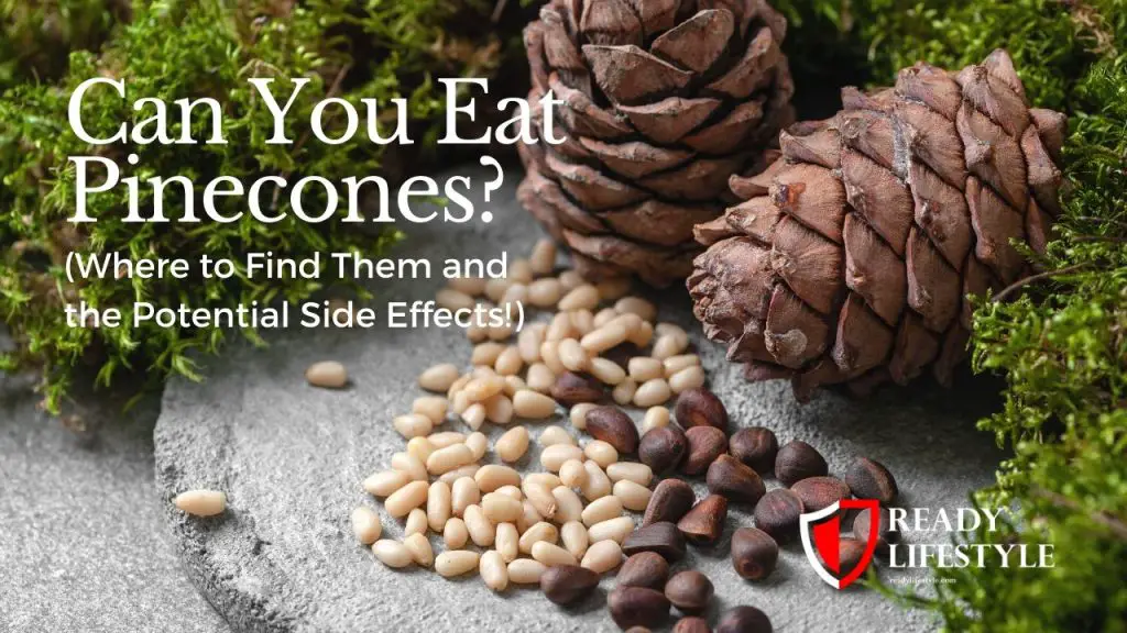 Can You Eat Pinecones