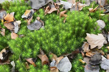 Eating Moss and Lichen? We Show You When and How To Do It