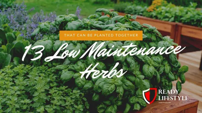 Low Maintenance Herbs That Can Be Planted Together