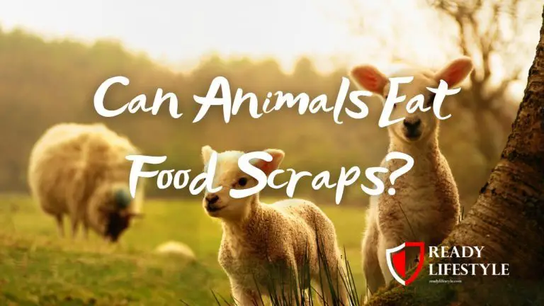 can animals eat food scraps