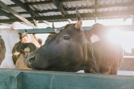 can cattle eat scrap food