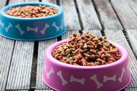 could a human survive on dog food